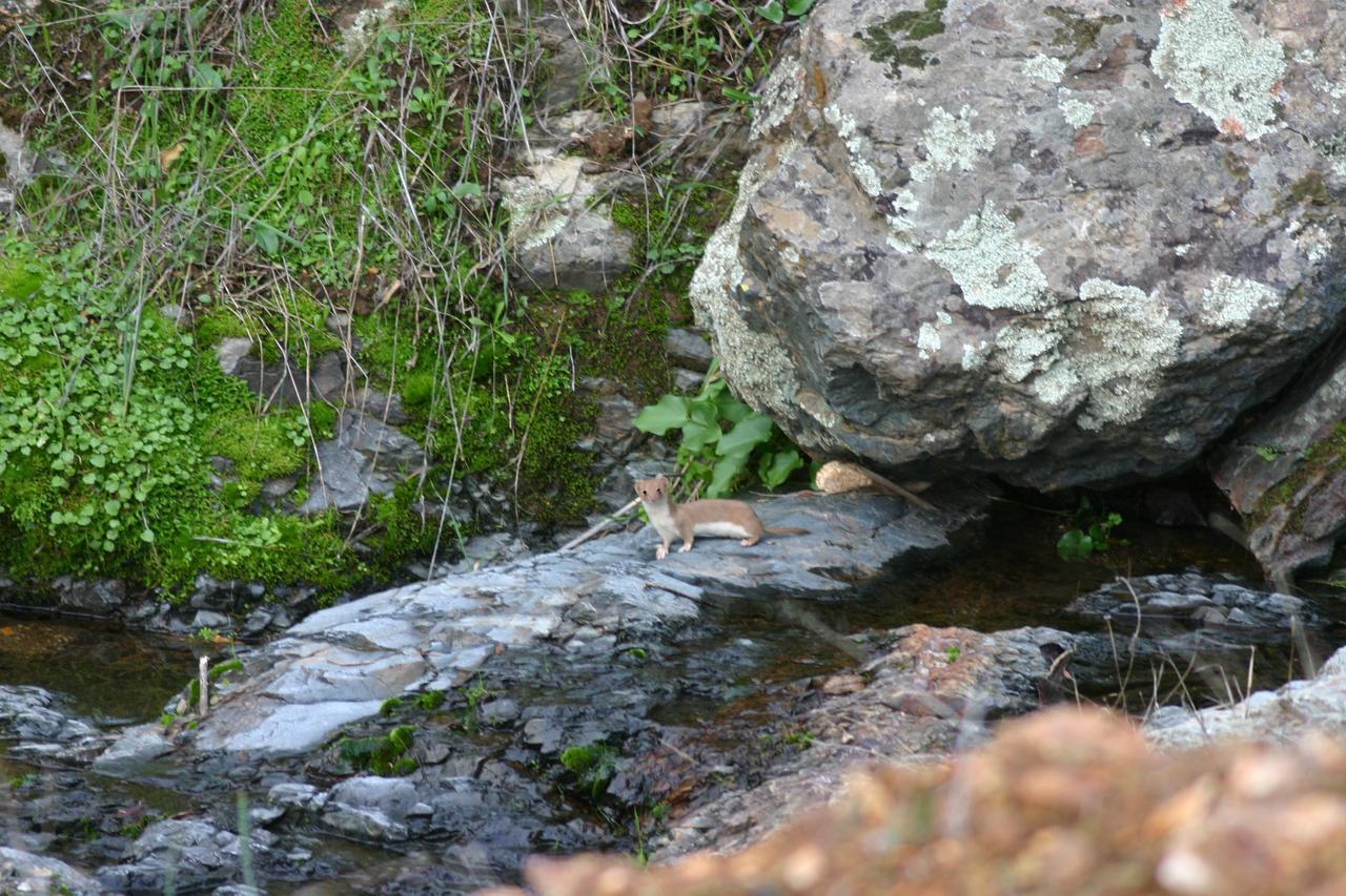 Camping La Brena Otel Almodóvar del Río Dış mekan fotoğraf