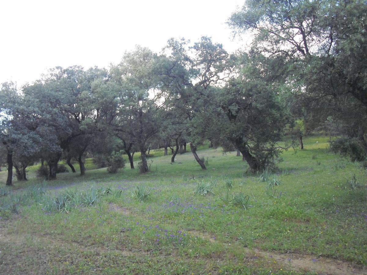 Camping La Brena Otel Almodóvar del Río Dış mekan fotoğraf